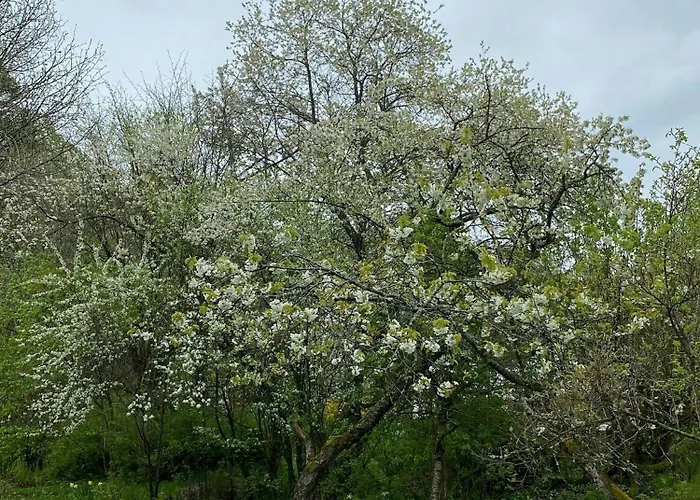 Historical At Flaskebekk *