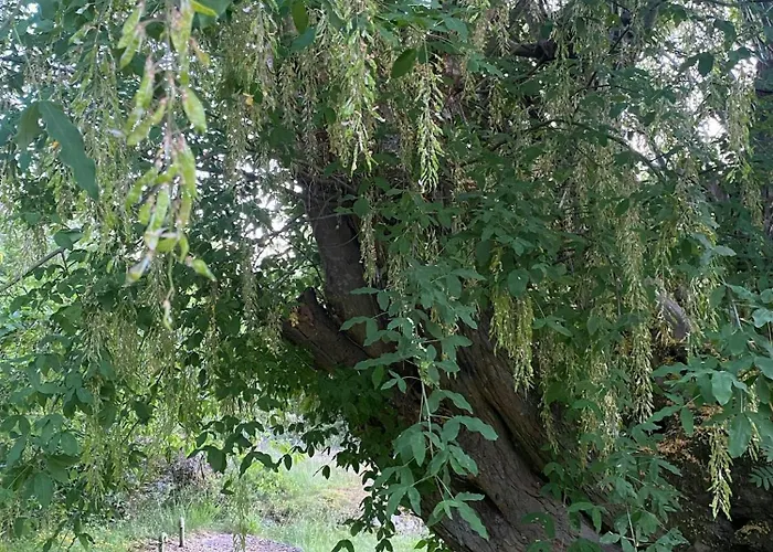 Semesterbostad Historical At Flaskebekk *